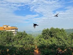 -深圳仙湖植物园
