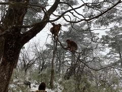 -峨眉山风景名胜区