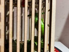 -小吊梨汤·北京菜·烤鸭(双井乐成中心店)