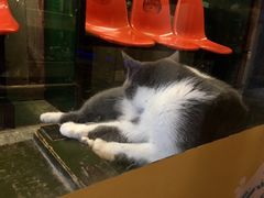 -猫咪博物馆(顶澳仔猫街店)