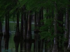 -白鹭湾湿地公园