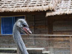-栾川竹海野生动物园