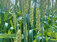 -中国天府农业博览园