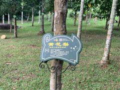 -呀诺达热带雨林