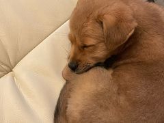 -汪喵宠物医院·骨科心脏影像·犬猫急重症ICU诊疗中心(成华分院)