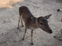 -北京麋鹿生态实验中心