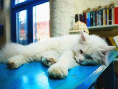 -Sirena海妖日咖夜酒