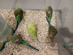 -怪兽屋·羊驼·猫咖·狗咖(俊华广场店)