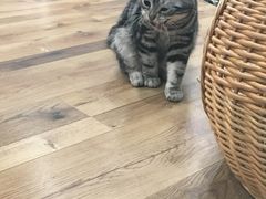 -袖虎·猫馆(体育西路店)