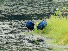 -崇圣寺三塔文化旅游区