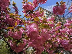 -海棠花溪(元大都城垣遗址公园)