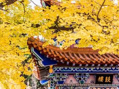 -遵化市禅林寺古银杏风景园