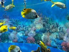 -海合安成都极地海洋公园