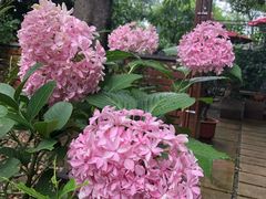 -谷咖啡·鲜花绿植花园餐厅