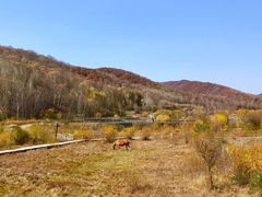 -塞罕坝国家级自然保护区