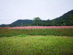 -艾米稻香小镇