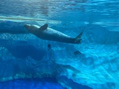 -芜湖新华联大白鲸海洋公园