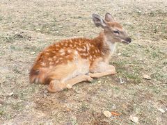 -北京鹿世界主题园