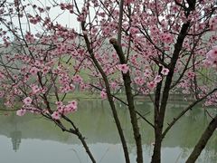 -石塘人家