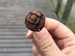 -黄海国家森林公园