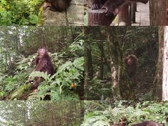 -西岭雪山大飞水景区