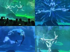 -海合安成都极地海洋公园