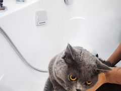 -爱洗澡的猫(天河路店)