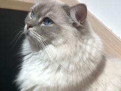 -瞄一喵猫咖(格力海岸店)