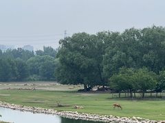 -北京麋鹿生态实验中心