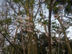 -武汉大学-樱园