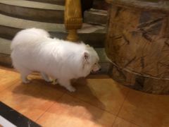 -more than meow吴止猫主题餐厅(承德 中船汇店)