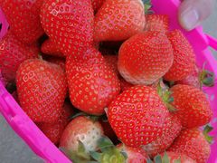 -田趣农庄草莓采摘园