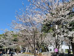 -武汉大学-樱园