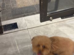 -忠犬公馆(月亮湾店)