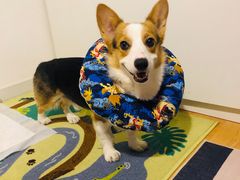 -萌兽医馆·绝育·24小时内科·宠物医院(德胜店)