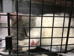 -伟伟宠物医院·CT影像中心·瑞派犬猫综合性门诊(汉口总院)