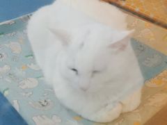 -天使宠物医院·犬猫分诊(彩虹店)