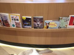 -CAT’S MEWSTAR CAFE·喵星球猫屋(晴湾咖啡店)