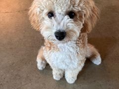 -百好乐宠物友好餐厅(朝外大街店)