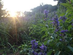 -松山湖梦幻百花洲
