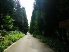 -武陵山森林公园