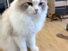 -有喵·猫咖·狗咖·30几只猫10只小狗(岗厦店)