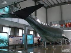 抹香鲸标本-上海海洋大学鱼文化博物馆(军工路校区)