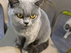 -猫房·猫吧·猫咖(龙湖时代汇店)