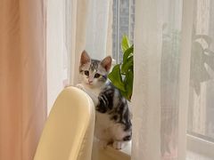 -喵zoo家庭繁育猫舍(尖东智能花园店)