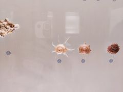 -青岛贝壳博物馆