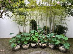 -上海醉白池公园