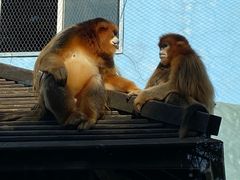 -大连森林动物园