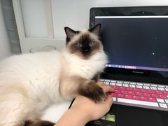 -东方名猫馆·英短金渐层布偶猫舍(环线广场1号楼店)