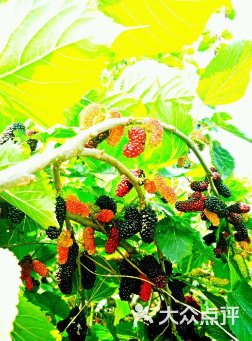 康莉桑果场餐厅-图片-新会美食-大众点评网